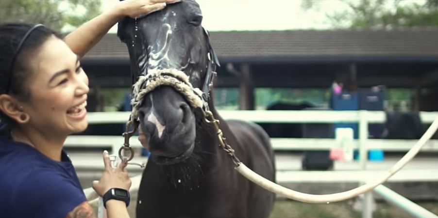 Working with Horses | Equine Jobs Singapore - Nicola's Passion